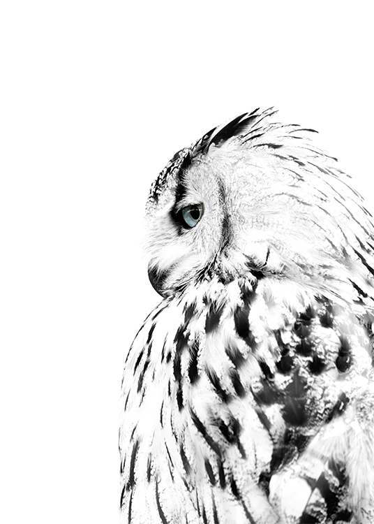 White Owl, Juliste