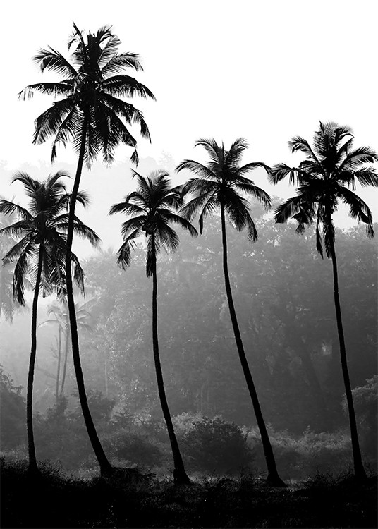  – Mustavalkoinen valokuva pitkistä palmuista sademetsä taustallaan