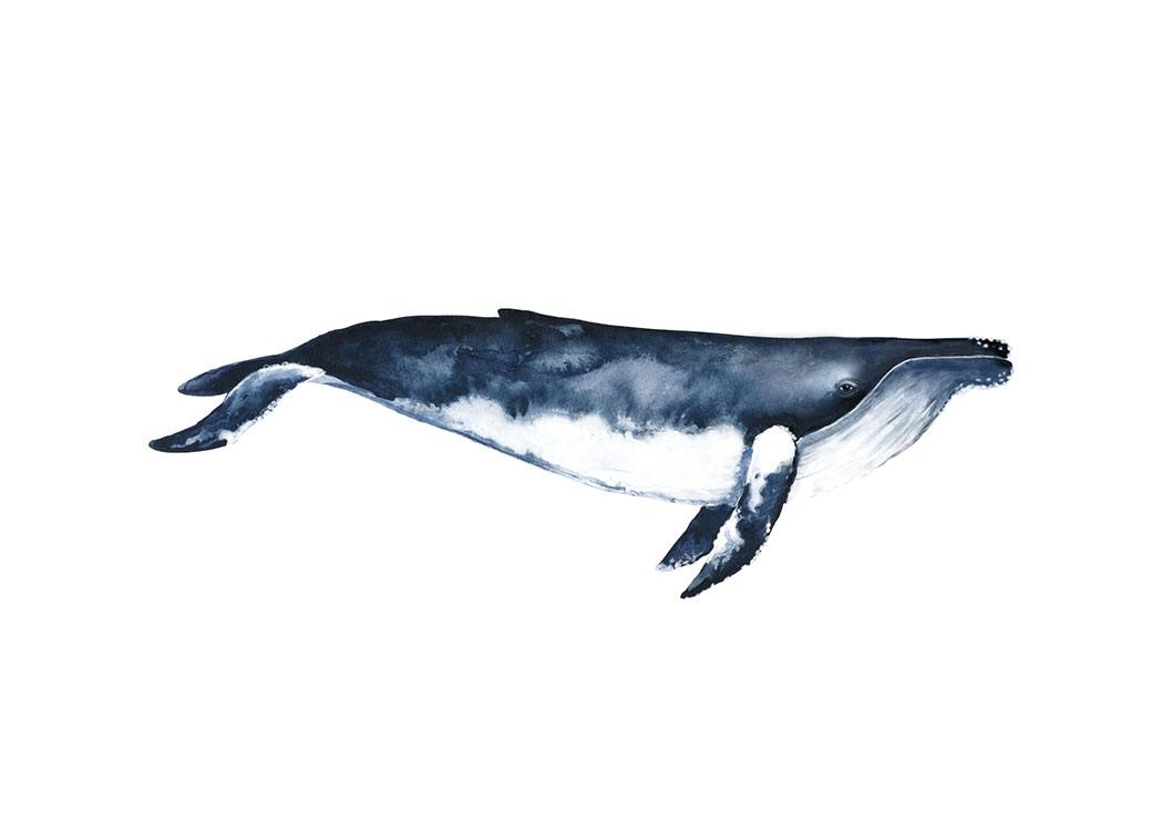 Humpback Whale, Juliste / Piirrokset Osoitteessa Desenio ab (8416)