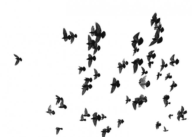 Flying Birds, Juliste