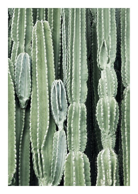 Cactus, Juliste