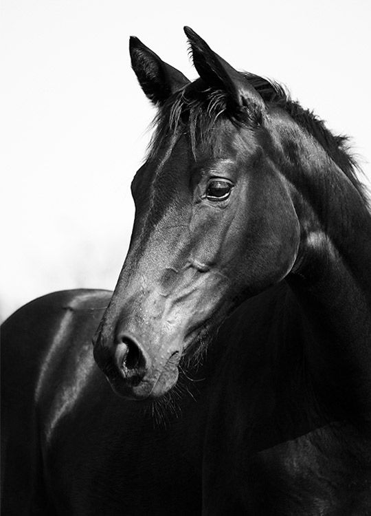 Black Stallion, Juliste