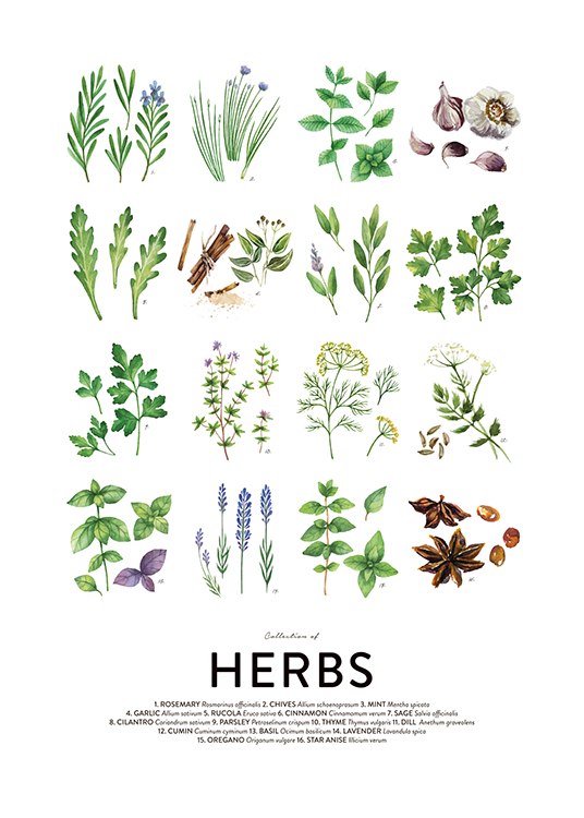 Culinary Herbs, Juliste / Keittiöoppaat Osoitteessa Desenio ab (8589)
