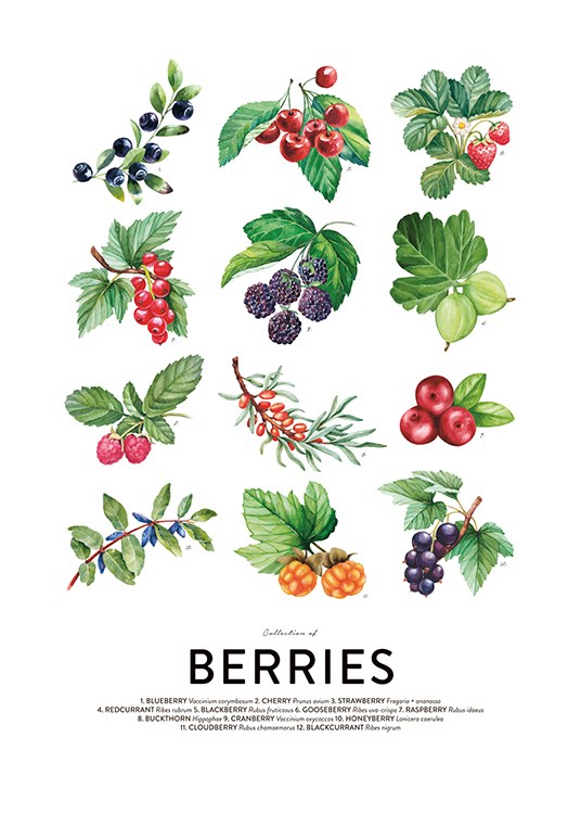 Berries, Juliste