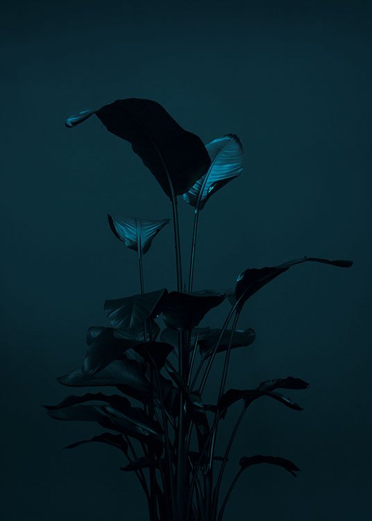 Black Plant, Juliste / Valokuvat Osoitteessa Desenio ab (8619)