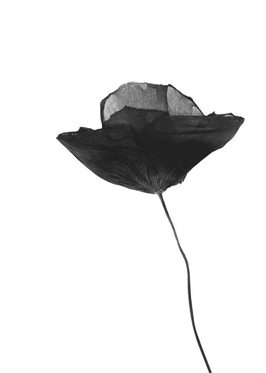 Black Poppy Flower, Juliste / Kukat Osoitteessa Desenio ab (8629)