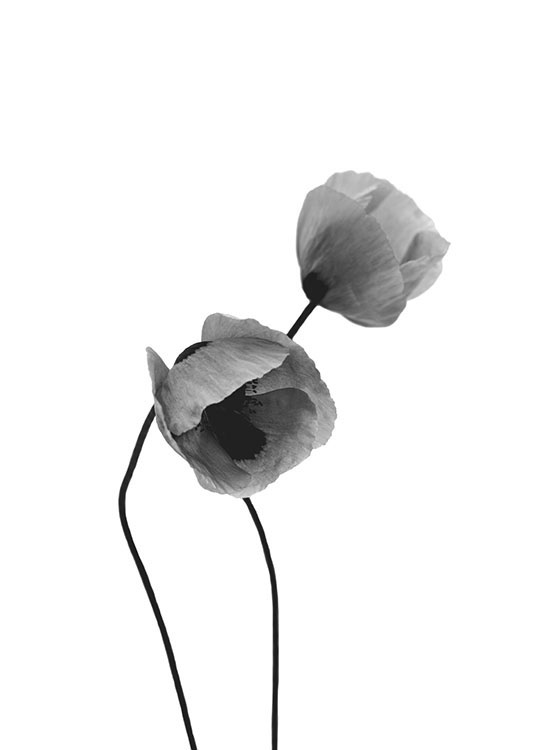 Grey Poppy Flowers, Juliste / Mustavalkoiset Osoitteessa Desenio ab (8631)
