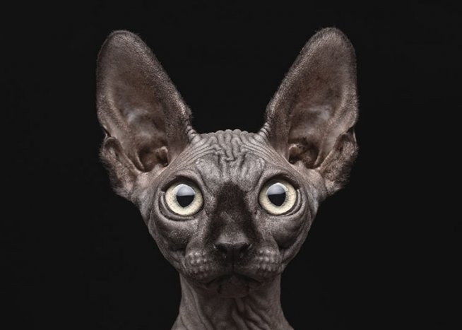 Sphynx Cat Juliste