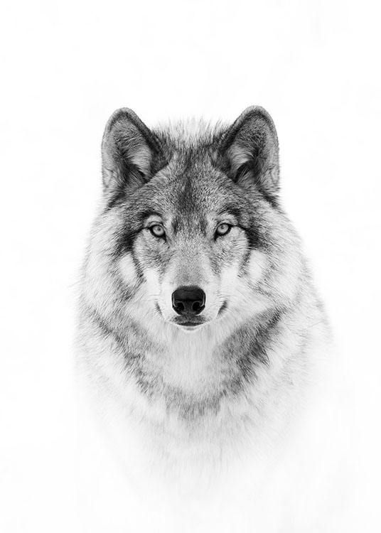 Wolf Juliste