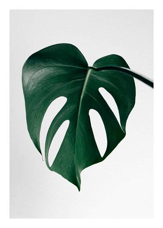 Monstera One Juliste