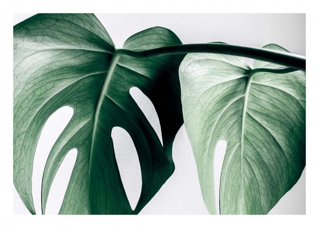 Monstera Two Juliste