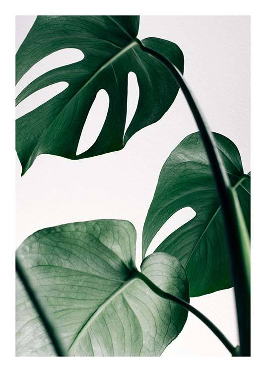 Monstera Three Juliste