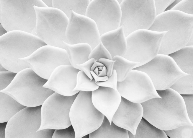 White Succulent Juliste