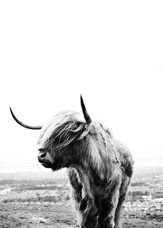 Highland Cow Juliste