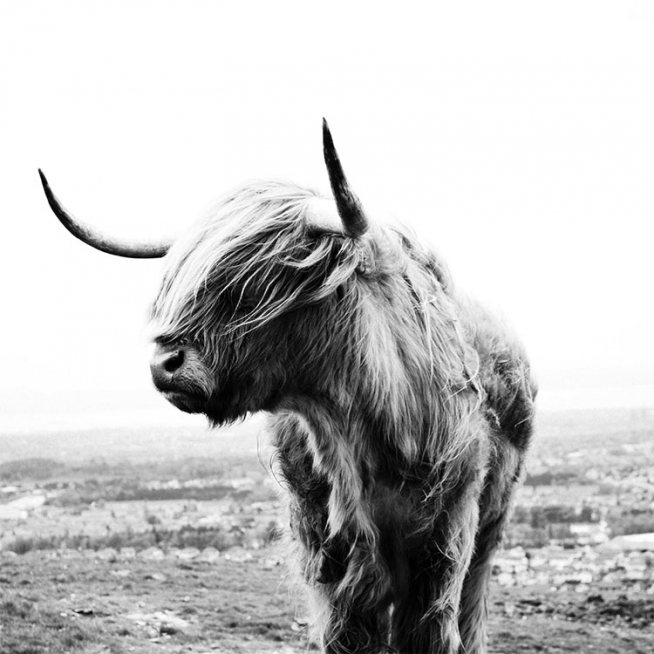 Highland Cow B&W Juliste / Hyönteiset & eläimet Osoitteessa Desenio ab (8826)