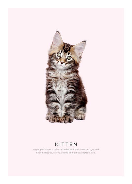 Kitten Juliste
