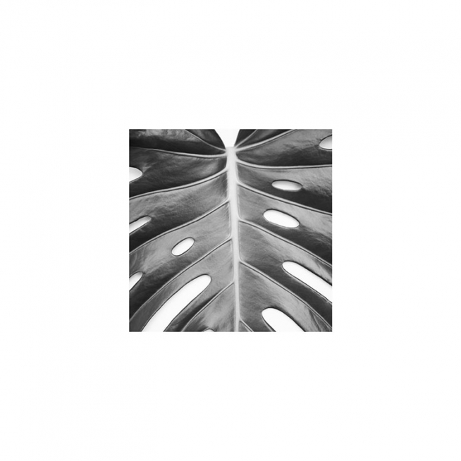 Monstera Deliciosa Juliste