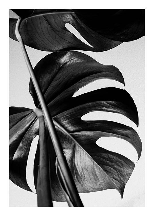 Monstera B&W One Juliste