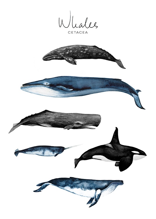 Whales Juliste / Lasten taulut Osoitteessa Desenio ab (8989)