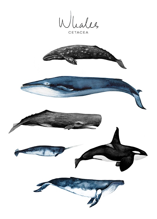 Whales Juliste