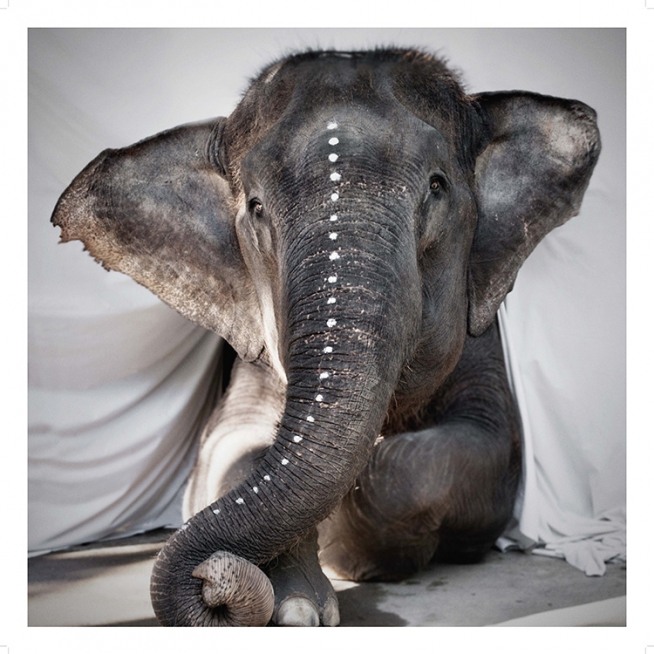 Love Warriors Adele Juliste